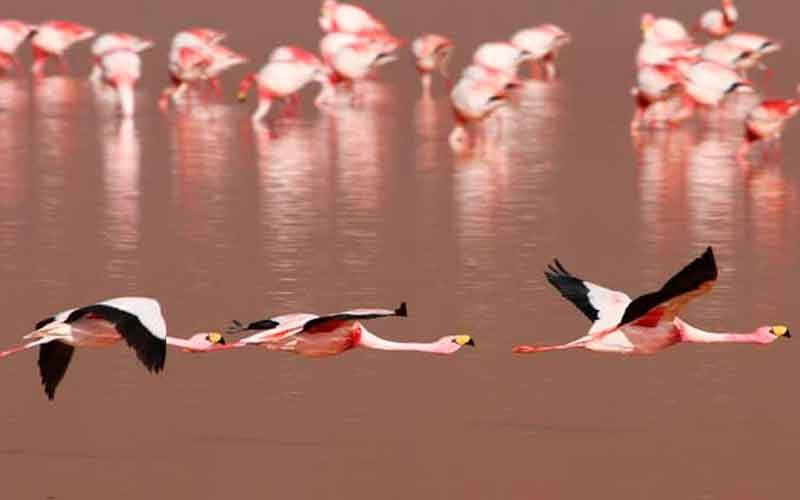 Salar de Uyuni Turismo