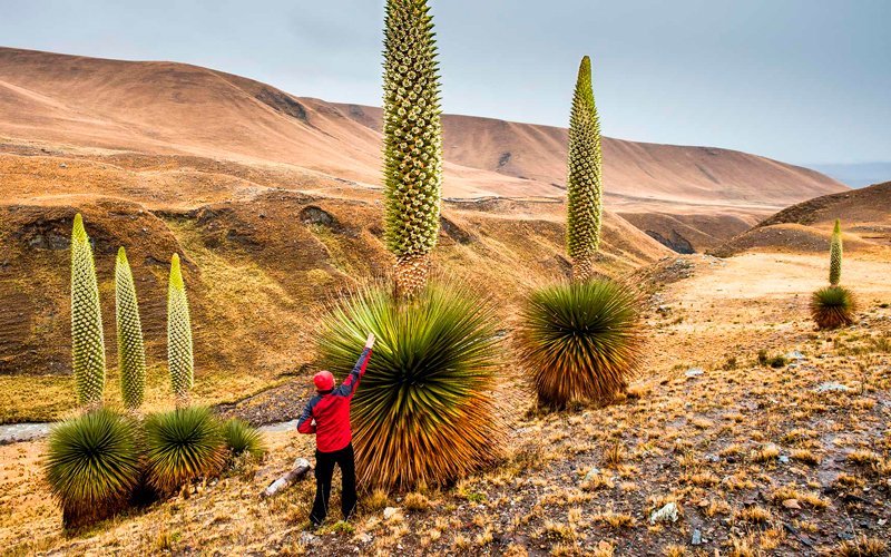 Puya Raimondi