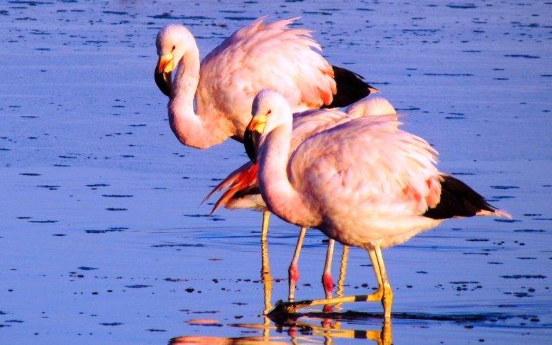 Salar de Arequipa