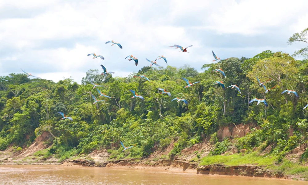 Tour Collpa de Araras Chuncho 5D/4N