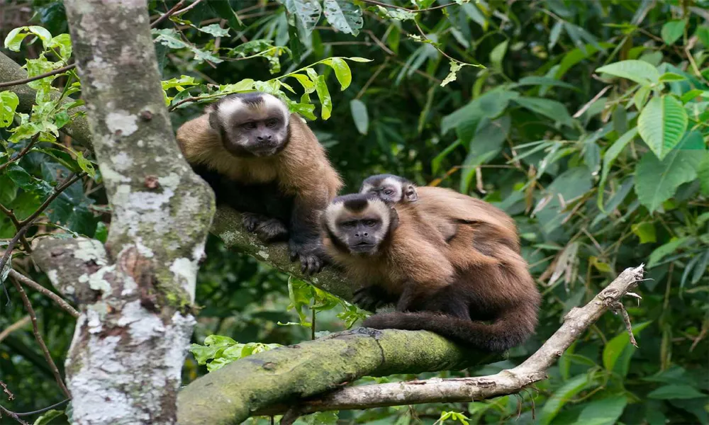 Excursão de 4 dias/3 noites a Puerto Maldonado e ao Lago Yacumama