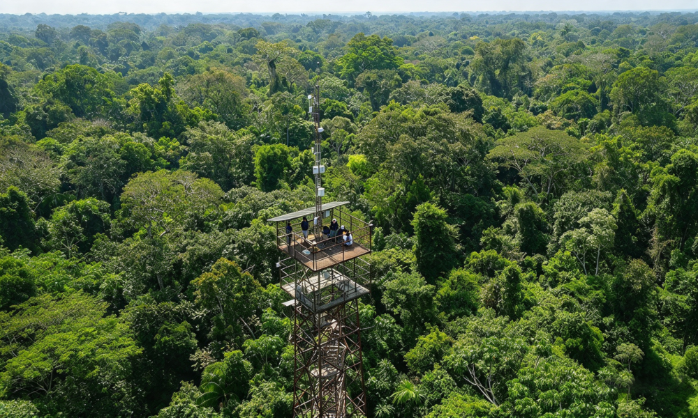 Tour 2D en la Collpa Chuncho de Guacamayos | Tambopata, Puerto Maldonado