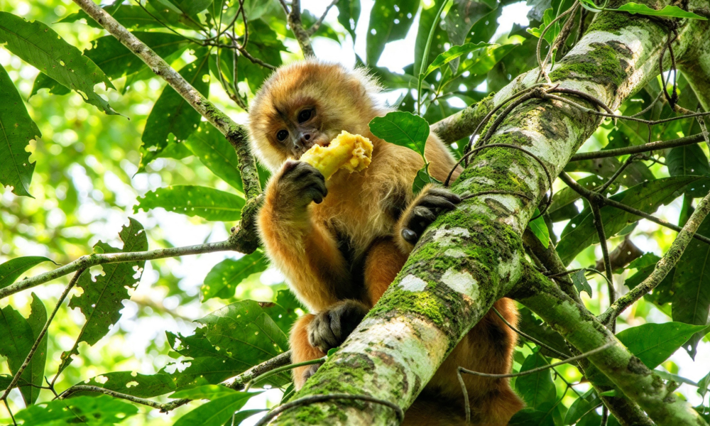 Tour Collpa de Guacamayo Chuncho 5D/4N