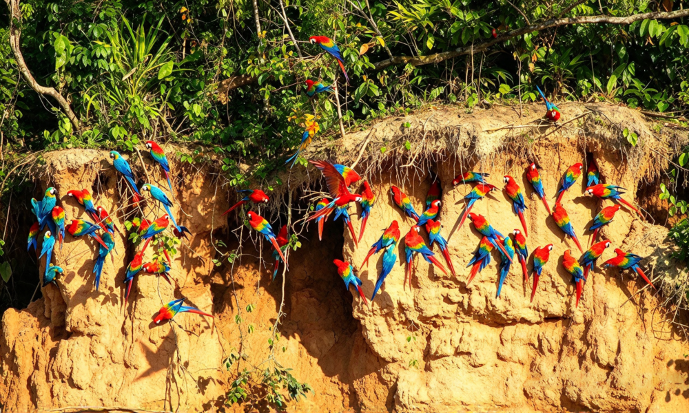 Tour Collpa de Guacamayo Chuncho 5D/4N