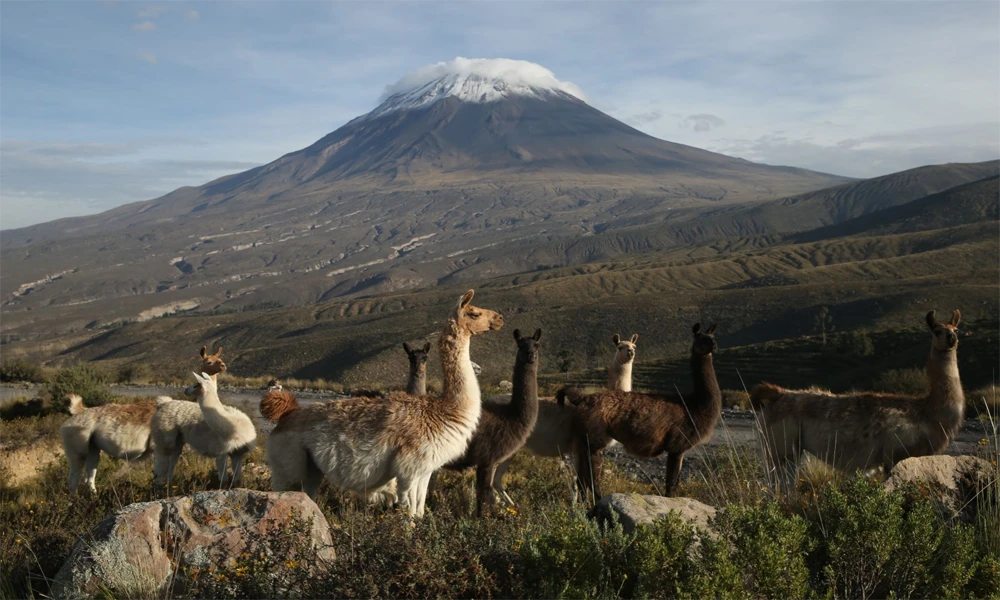 Colca Canyon Tour from Arequipa (Full Day)