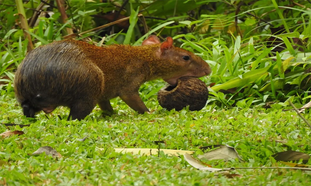 Tambopata Amazon Adventure | 3-Day / 2-Night Tour