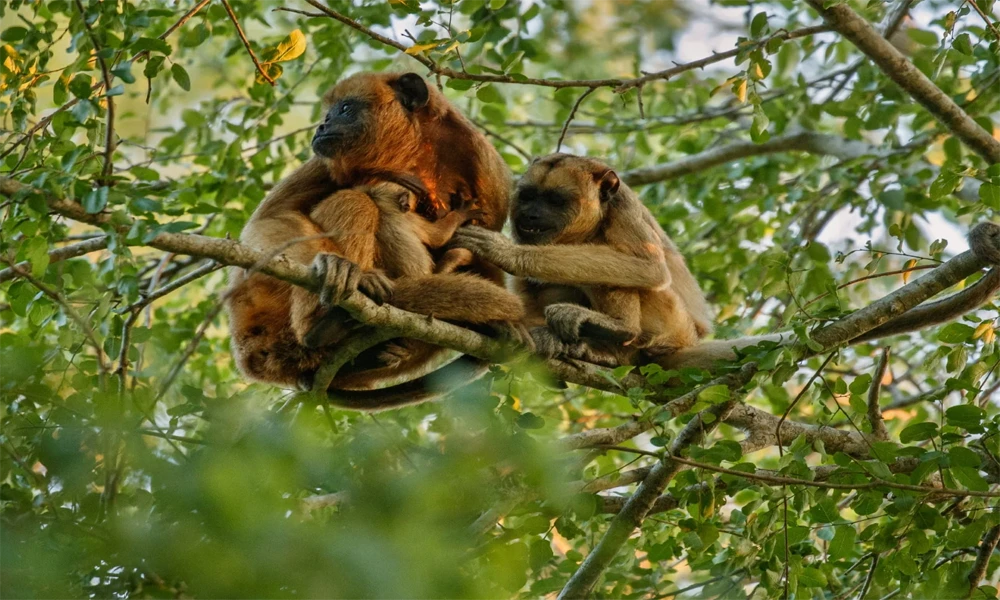 Monkey Island & Zipline Adventure and Kayak