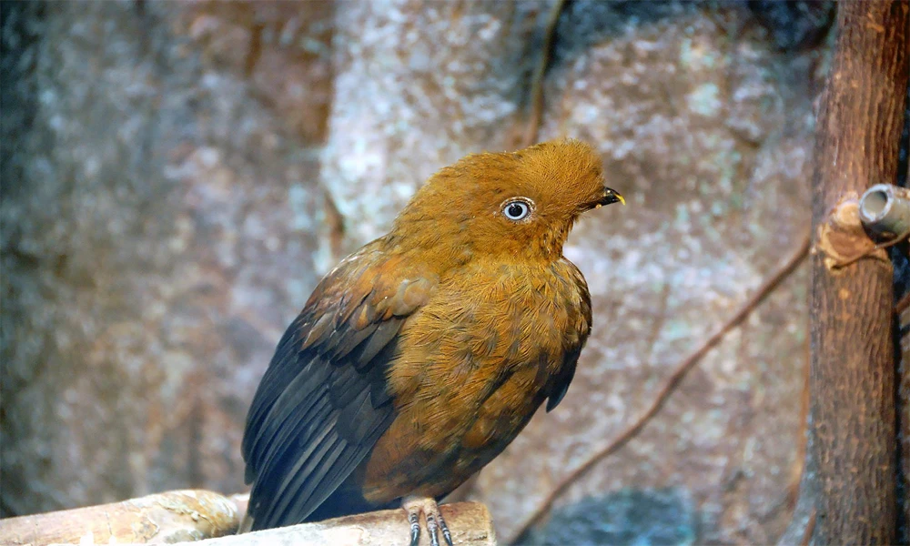 Tour Selva del Manu 3 Días | Naturaleza y Biodiversidad