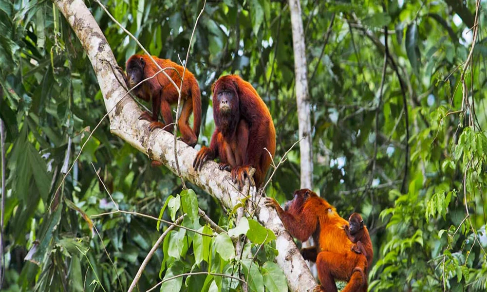 Monkey Island & Zipline Adventure and Kayak