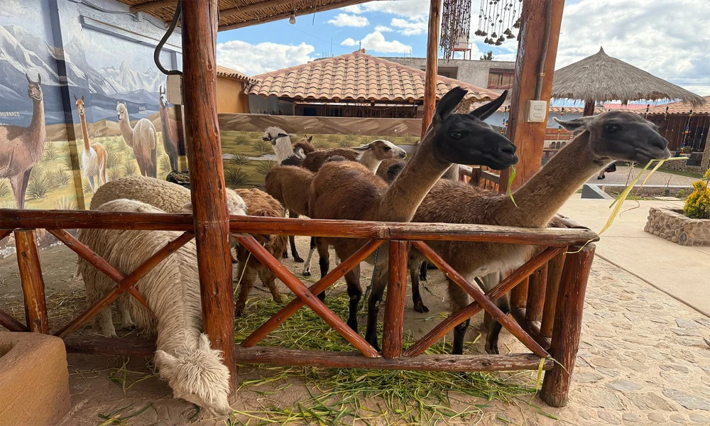 Passeio pela cidade de Arequipa com a Mirabus