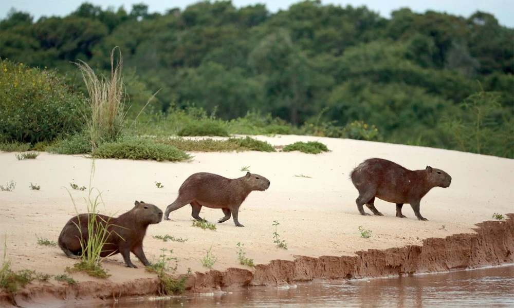 Sunset & Capybara Spotting Tour