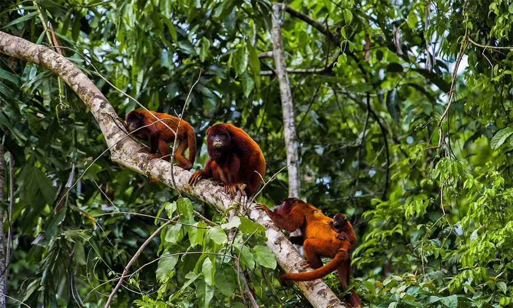 Monkey and Dolphin Sanctuary in the Amazon