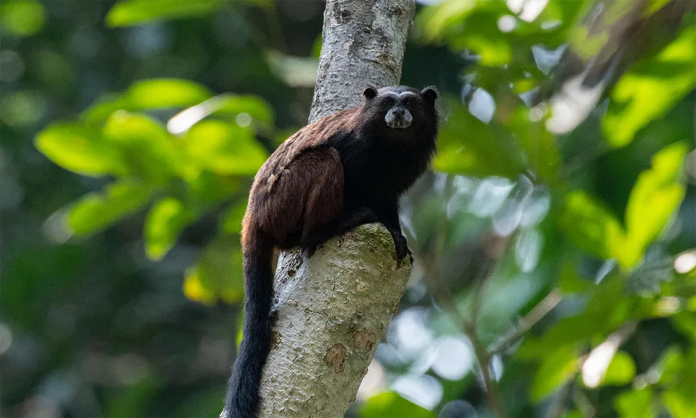 Pacaya Samiria National Reserve – 3D/ 2N