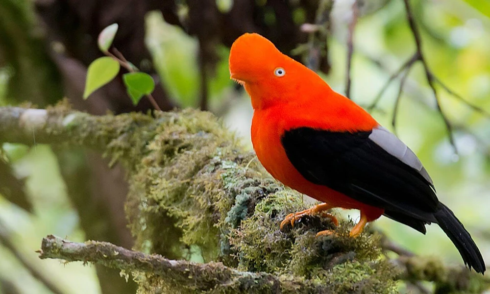 Lek Galo-da-serra-andino – Tunkimayo
