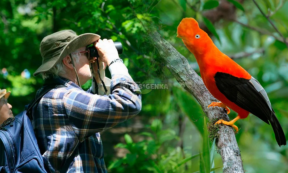 Lek Galo-da-serra-andino – Tunkimayo
