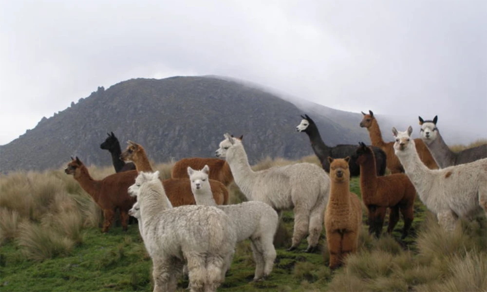 Ritual de Conexão Andina com Alpacas