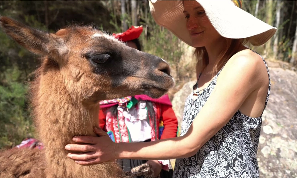 Ritual de Conexão Andina com Alpacas