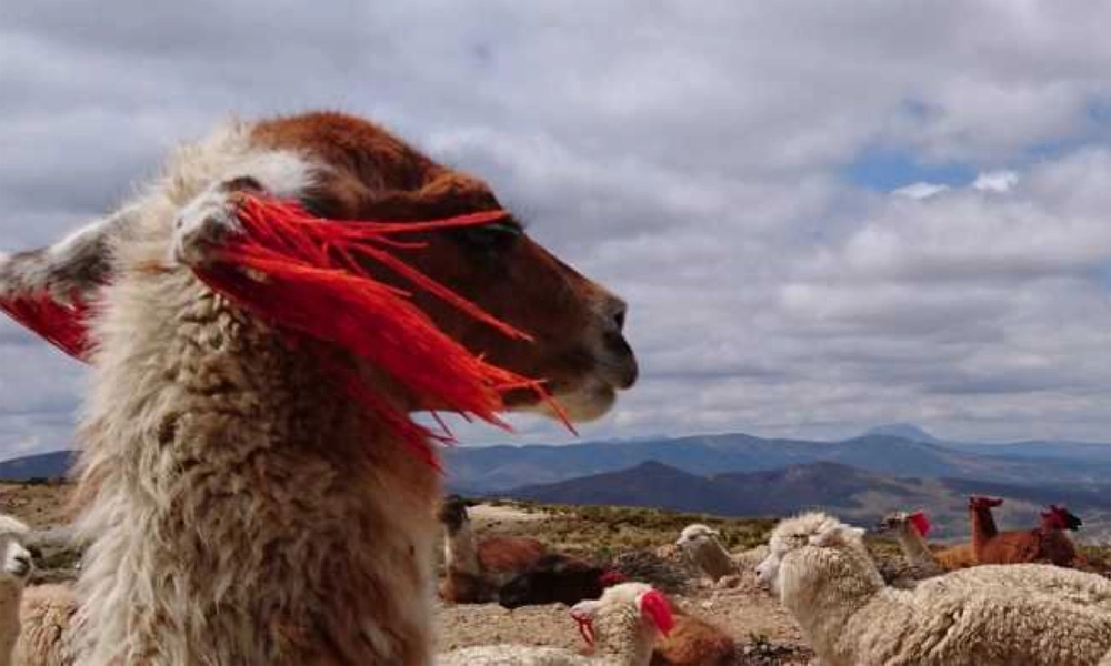 Ritual de Conexão Andina com Alpacas