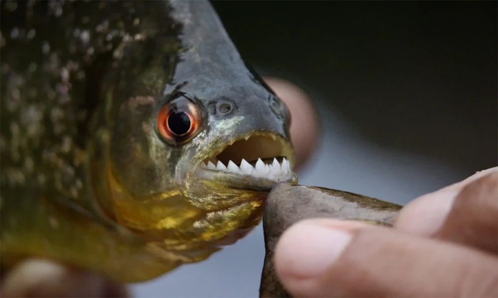 Piranha Fishing Tour in Tambopata