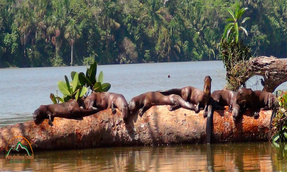 Aventura Amazônica em Tambopata | Excursão de 3 dias e 2 noites