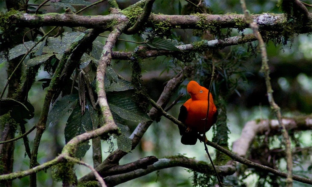 Aventura na Selva de Manu 4D/3N