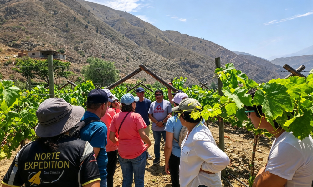 Wine Tour – Cascas Full Day | Wine Tasting – Vineyards