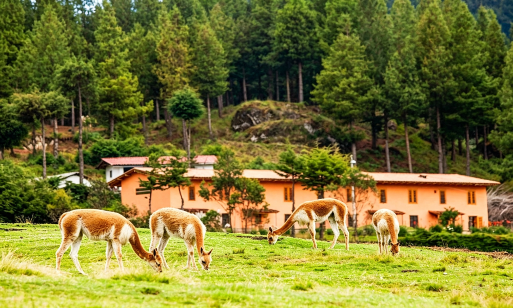 Huambocancha y Granja Porcón | La ruta de la naturaleza y el misticismo