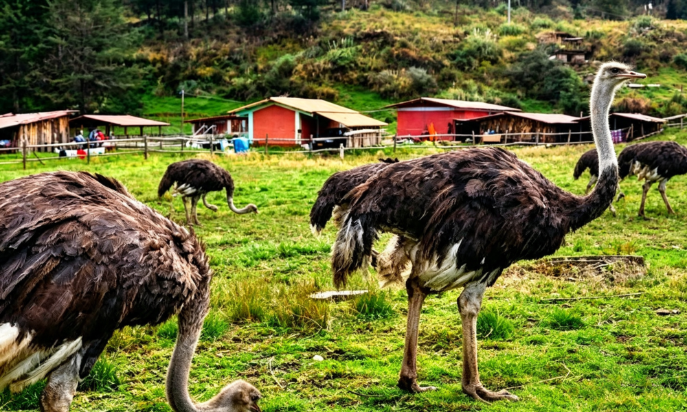Huambocancha e Granja Porcón | A rota da natureza e do misticismo