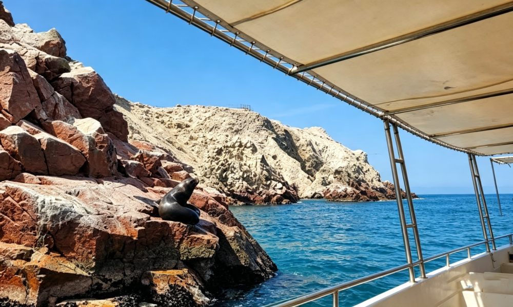 Ballestas Islands Tour + Paracas National Reserve