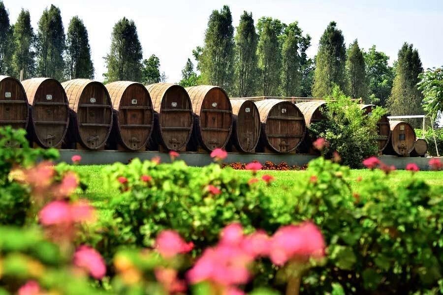 Ica Pisco Tour | Pisco and Wine Cellars | Tasting