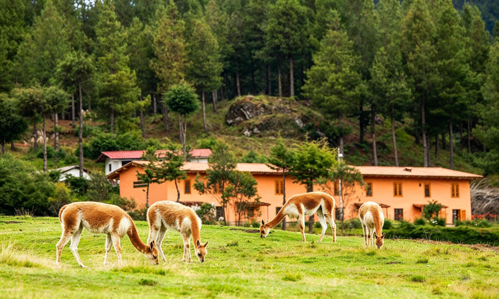 Cajamarca + Chachapoyas: 7 Days and 6 Nights